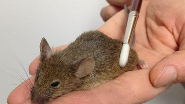 研究人员发现一种肠道细菌能够用于预防或者治疗肥胖和2型糖尿病