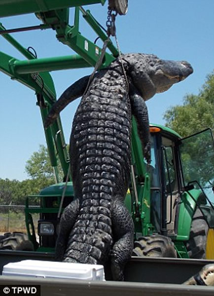 美国少年野外捕猎到4米长鳄鱼