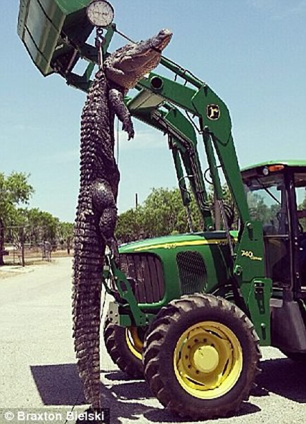 美国少年野外捕猎到4米长鳄鱼