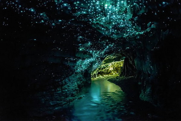 新西兰的萤火虫洞