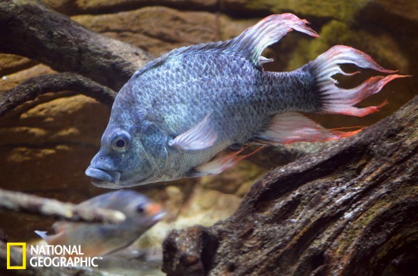 曼加拉哈拉慈鲷