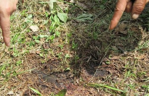 ��������û��ɽ���з���Ѫ��