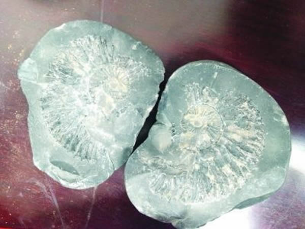 一剖为二的菊石化石