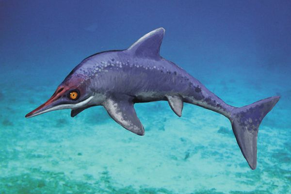 Malawania anachronusĸԭͼ