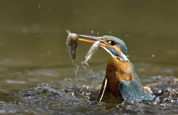 ������ˮ����ľ��ʾ�ͷ