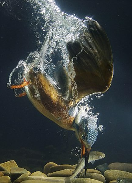 ������ˮ����ľ��ʾ�ͷ