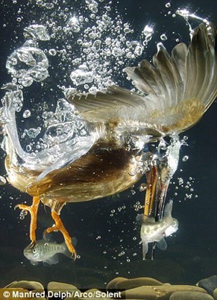 ������ˮ����ľ��ʾ�ͷ