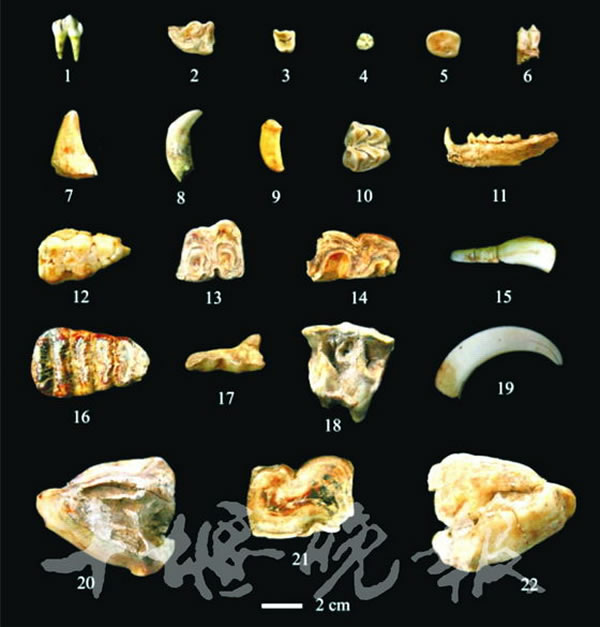 郧西县黄龙洞古人类遗址出土的哺乳动物化石