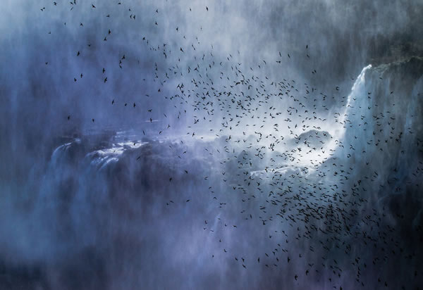 这张照片拍摄于阿根廷壮丽的伊瓜苏瀑布。这群飞过巨大瀑布的雨燕为这一奇幻世界景观增添了自由和原始的韵味。