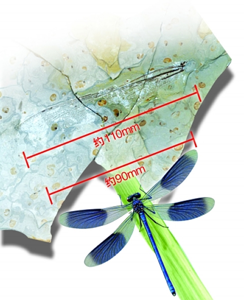 中国已知最大的蜻蜓化石——“赵氏修复蟌蜓”