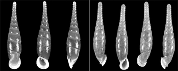 只有5%的蜗牛是左旋