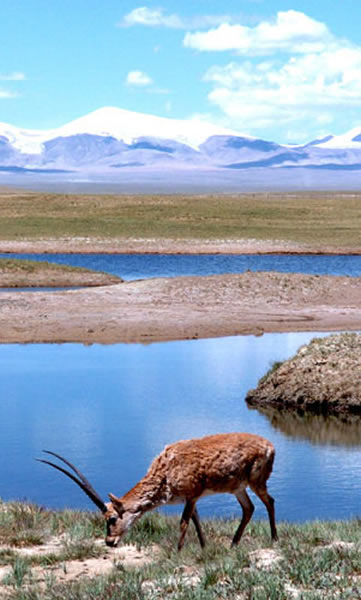 �����������Ӧ���С��Ŵ�������