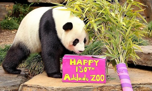 动物们争相查看属于自己的礼物