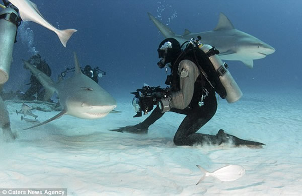 疯狂潜水员徒手喂食鲨鱼