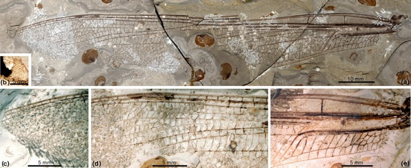 赵氏修复蟌蜓(新属新种)前翅光学照片