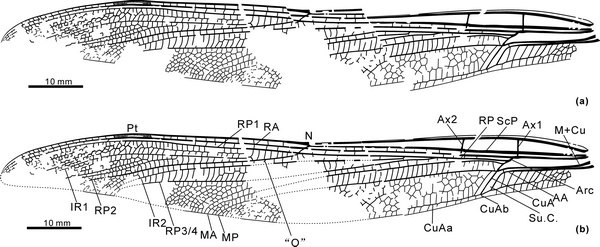 赵氏修复蟌蜓(新属新种)前翅线条图(a)和复原图(b)