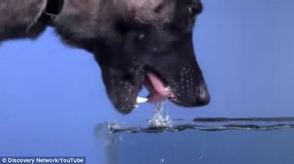 科学家最新研究显示,猫在相同的时间内,比狗舔食的水更多,它们的饮用方式更加高效可行