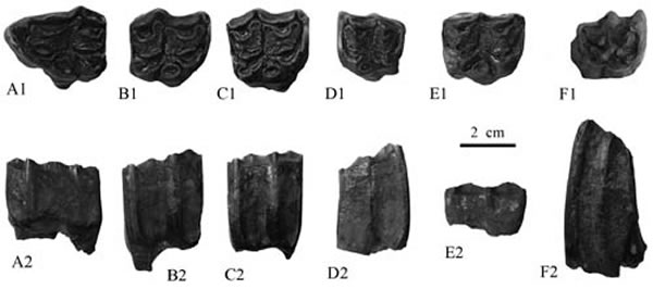 ������ֺ���ϼճݡ����ﲩ����ͼ��