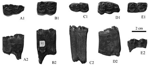 ������ֺ���¼ճݡ����ﲩ����ͼ��