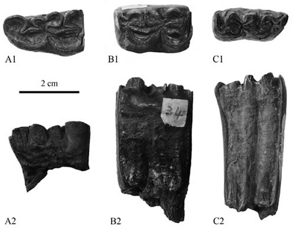 »����ֺ��(����)�¼ճݡ����ﲩ����ͼ��