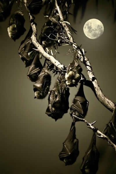 印度尼西亚爪哇的蝙蝠猴