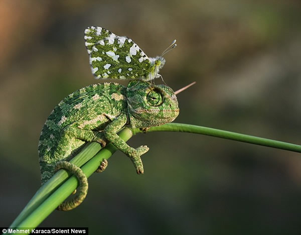 蝴蝶停落变色龙头部