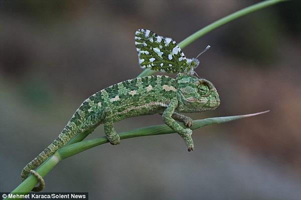 蝴蝶停落变色龙头部