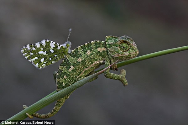 蝴蝶停落变色龙头部