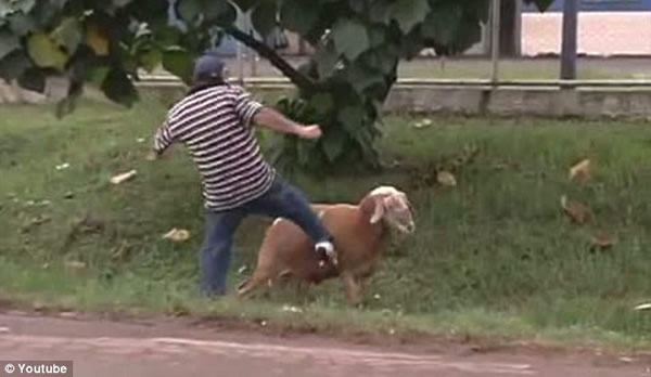 巴西“愤怒公羊”袭路人