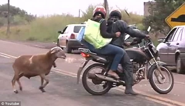 巴西“愤怒公羊”袭路人