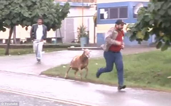 巴西“愤怒公羊”袭路人