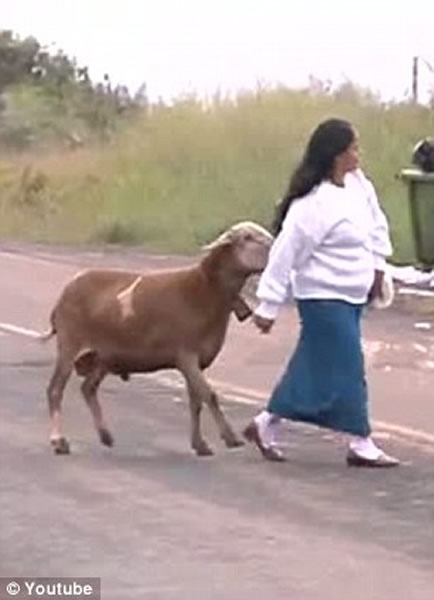 巴西“愤怒公羊”袭路人