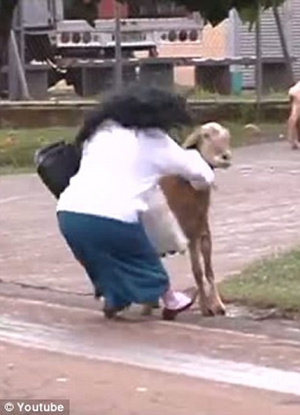 巴西“愤怒公羊”袭路人