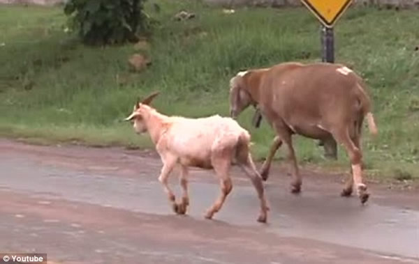 巴西“愤怒公羊”袭路人