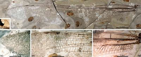 (a)正面标本的全景图; (b)负面标本(表面用酒精处理); (c)正面标本近翅端部分(表面用酒精处理); (d)正面标本靠近翅痣部分(表面用酒精处理); (e