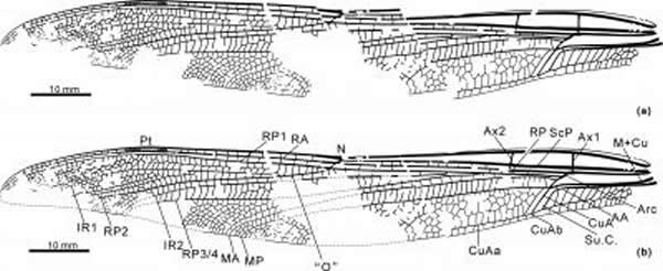 赵氏修复蟌蜓(新属新种)前翅线条图(a)和复原图(b)。