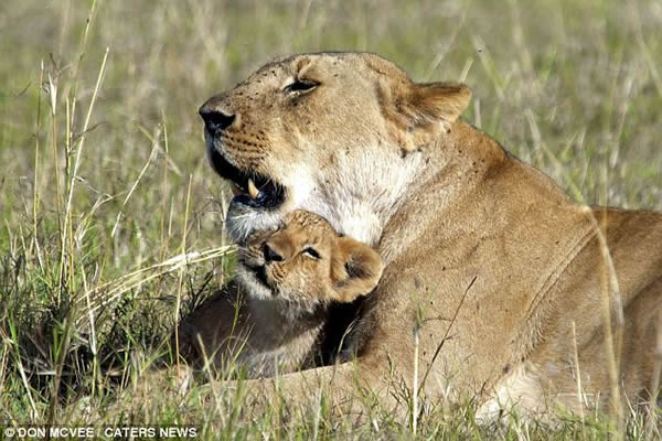 ����������Сʨ��ҧĸʨβ��