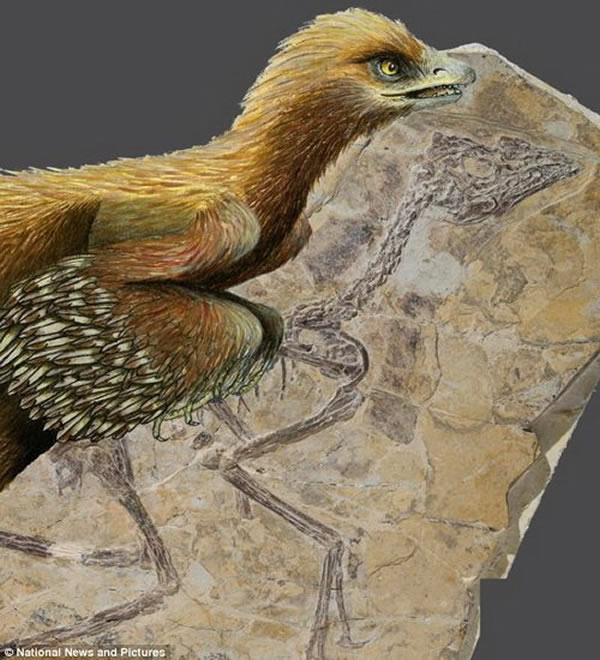 科学家在中国辽宁省境内挖掘发现1.5亿年前一种会飞行的远古鸟类祖先,有助于研究恐龙如何进化成为鸟类,它的体型与鸡一般大小,长着细小的三角状牙齿,从头至脚趾覆盖着