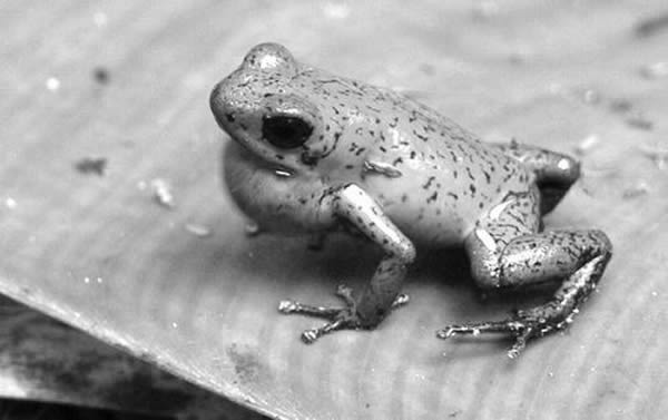 ���Բ�ݮ���������Դ�����