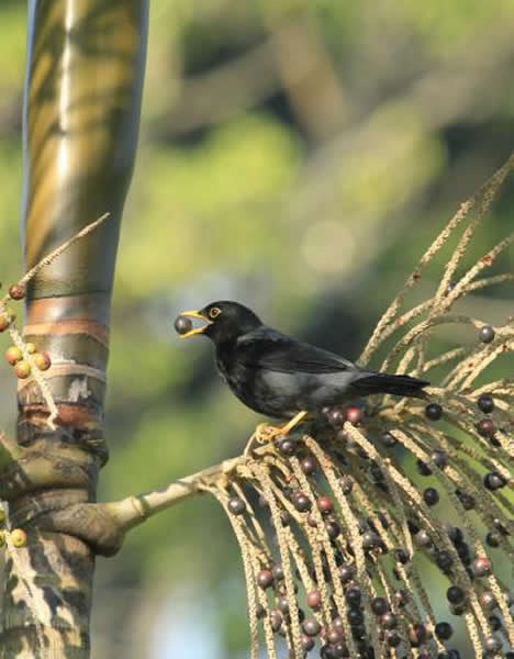黄腿画眉(鸫黄柄)吃着尤特普毛竹水果
