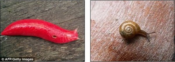 左图是Triboniophorus graeffi蛞蝓,右图是肉食性蜗牛