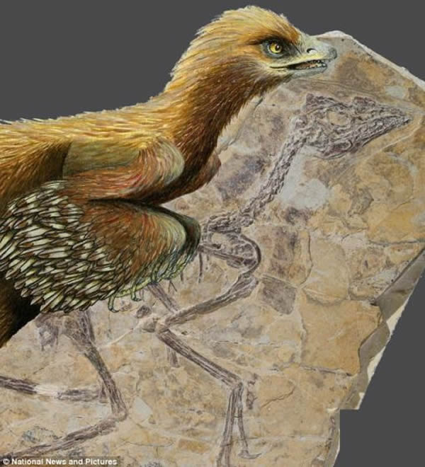 新发现的飞行恐龙,学名“Aurornis xui”,生活在大约1.5亿年前,是在辽宁的一个采石场发现的。科学家表示发现这一发现有助于了解鸟类的进化。Aurorn