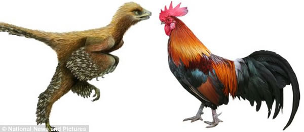 Aurornis xui的体型与鸡相当,外形也酷似现代鸡。它们从陆地上的兽角类恐龙进化而来,例如迅猛龙。Aurornis xui身长20英寸(约合50厘米),长