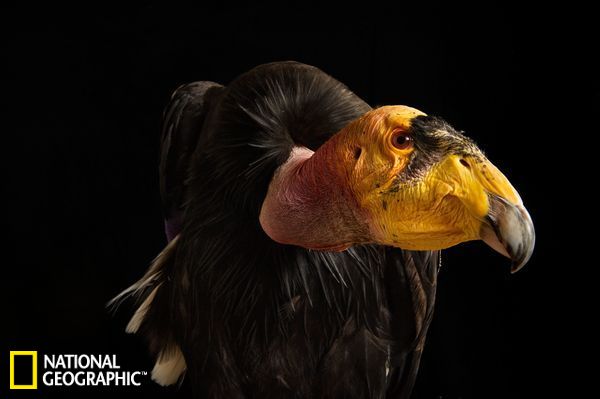 加州神鹫不足400只