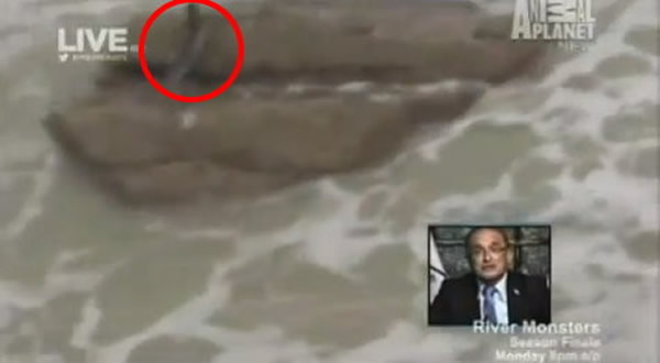 动物星球频道制作全新美人鱼纪录片,这个图即是「新的证据」。