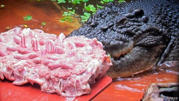 澳大利亚北部地区的居民跟鳄鱼关系原来不坏,鳄鱼袭人事件很少,但近年来人鳄共处变得越来越困难。