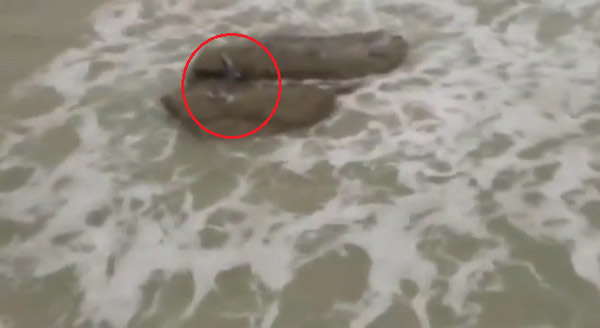 以色列沿海小镇亚姆村“美人鱼”现身?