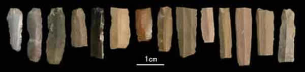 ˮ������12�ص������ϸʯҶ