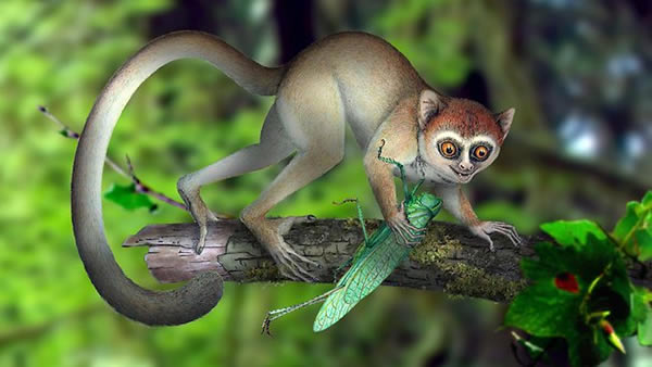 最古老的灵长类动物Archicebus achilles的复原图