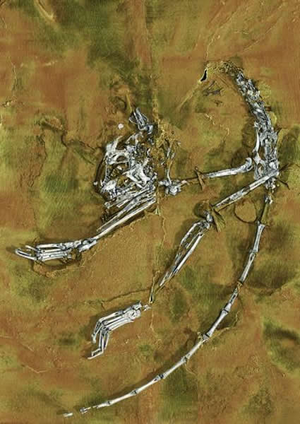 最古老的灵长类动物Archicebus achilles的骨架化石